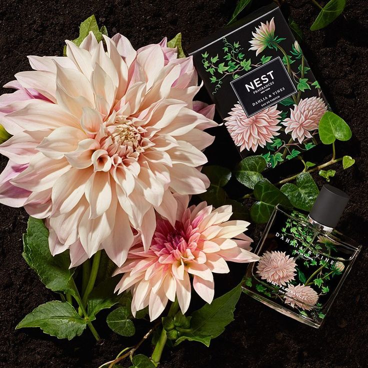 Dahlia & vines 2024 eau de parfum